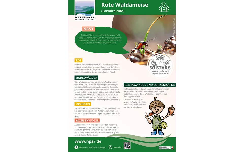 35_Waldameise