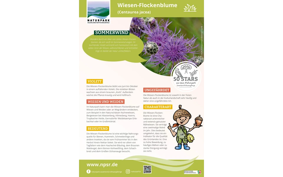 46_Wiesen-Flockenblume