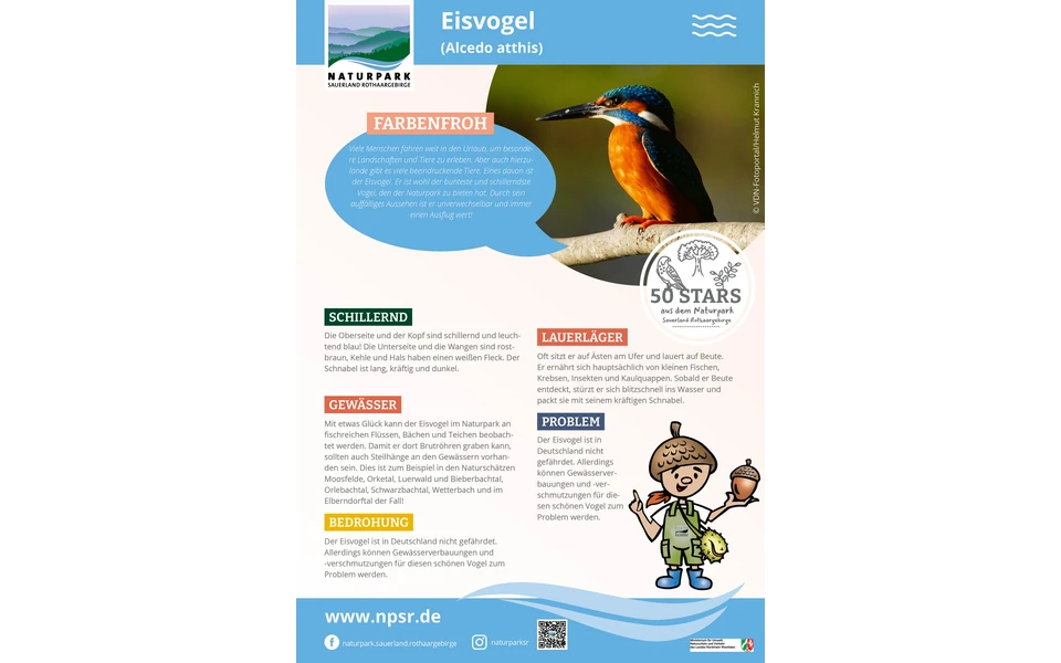 06_Eisvogel