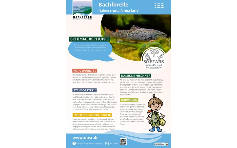 03_Bachforelle