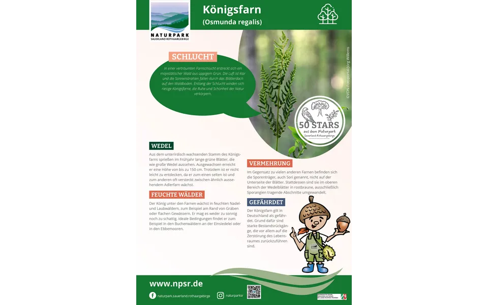 26_Königsfarn