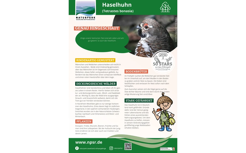 17_Haselhuhn