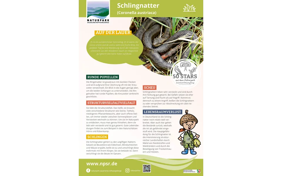37_Schlingnatter