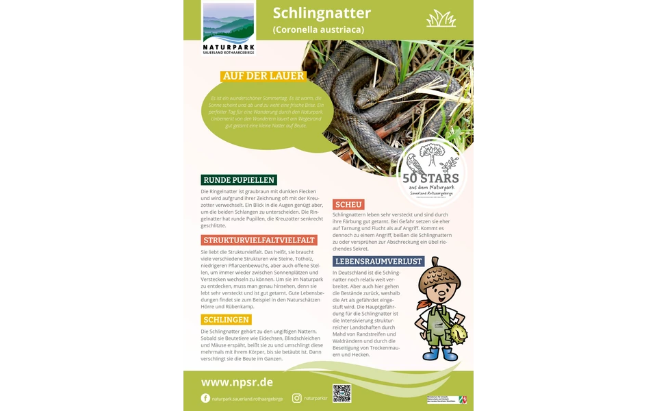 37_Schlingnatter