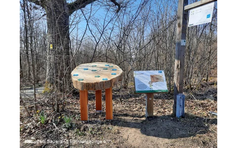 Bäume, ihr Alter und wichtige Ereignisse