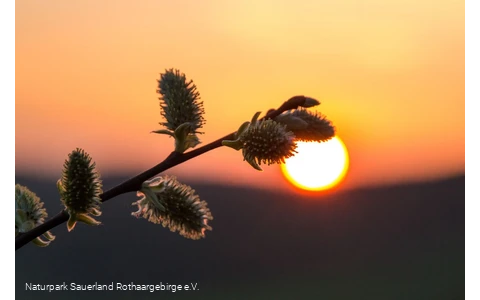 ... Sonnenuntergangsstimmung im Märkischen Sauerla