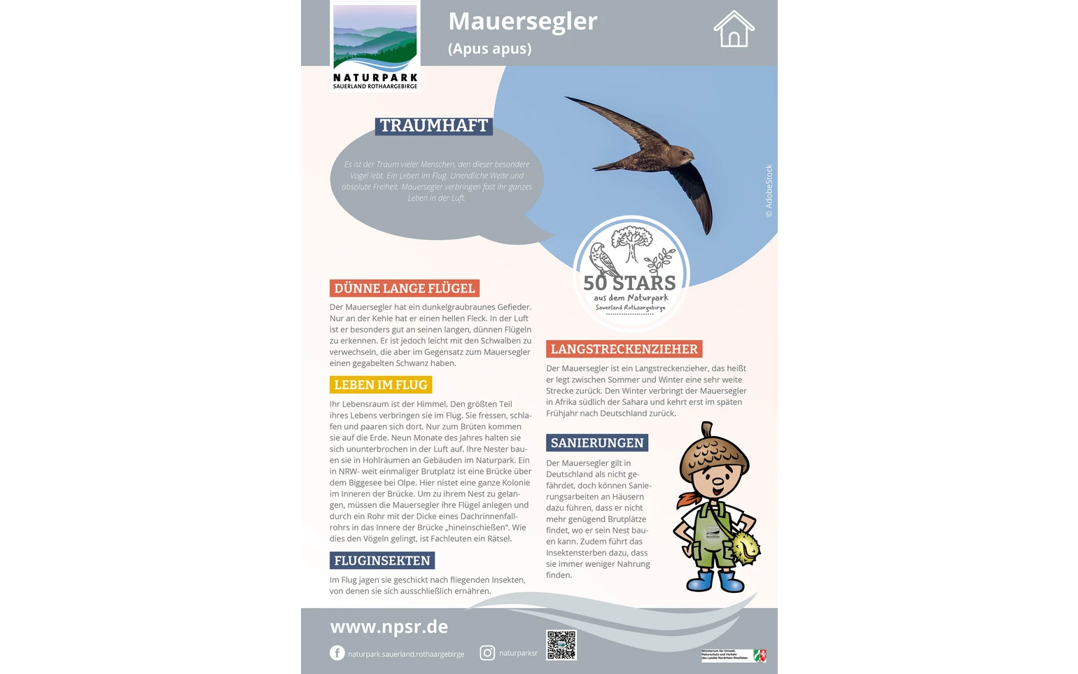 28_Mauersegler