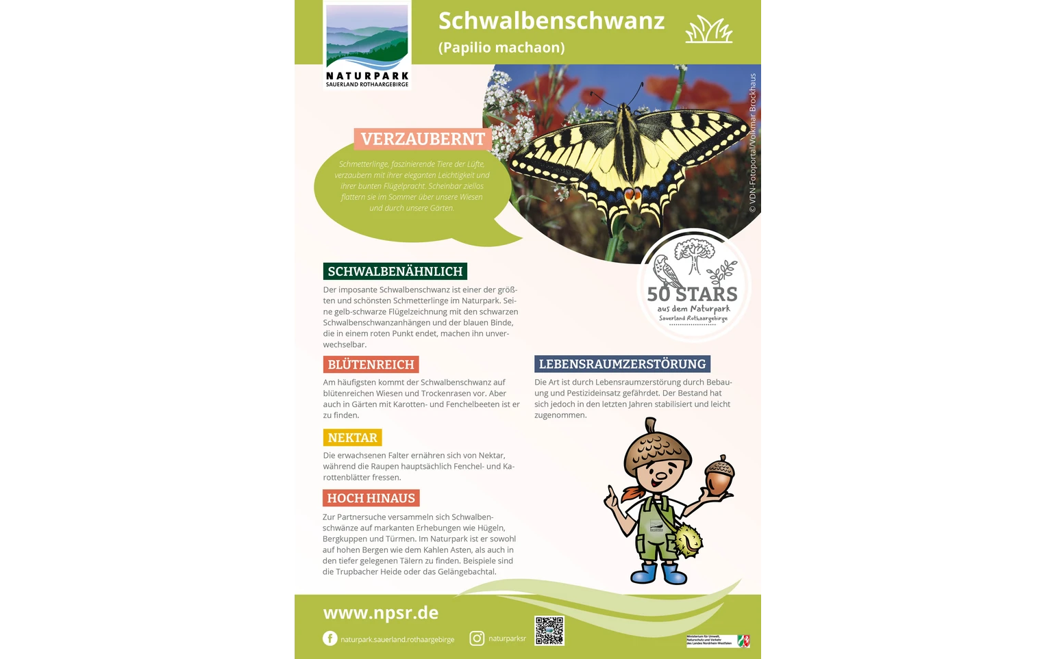 38_Schwalbenschwanz