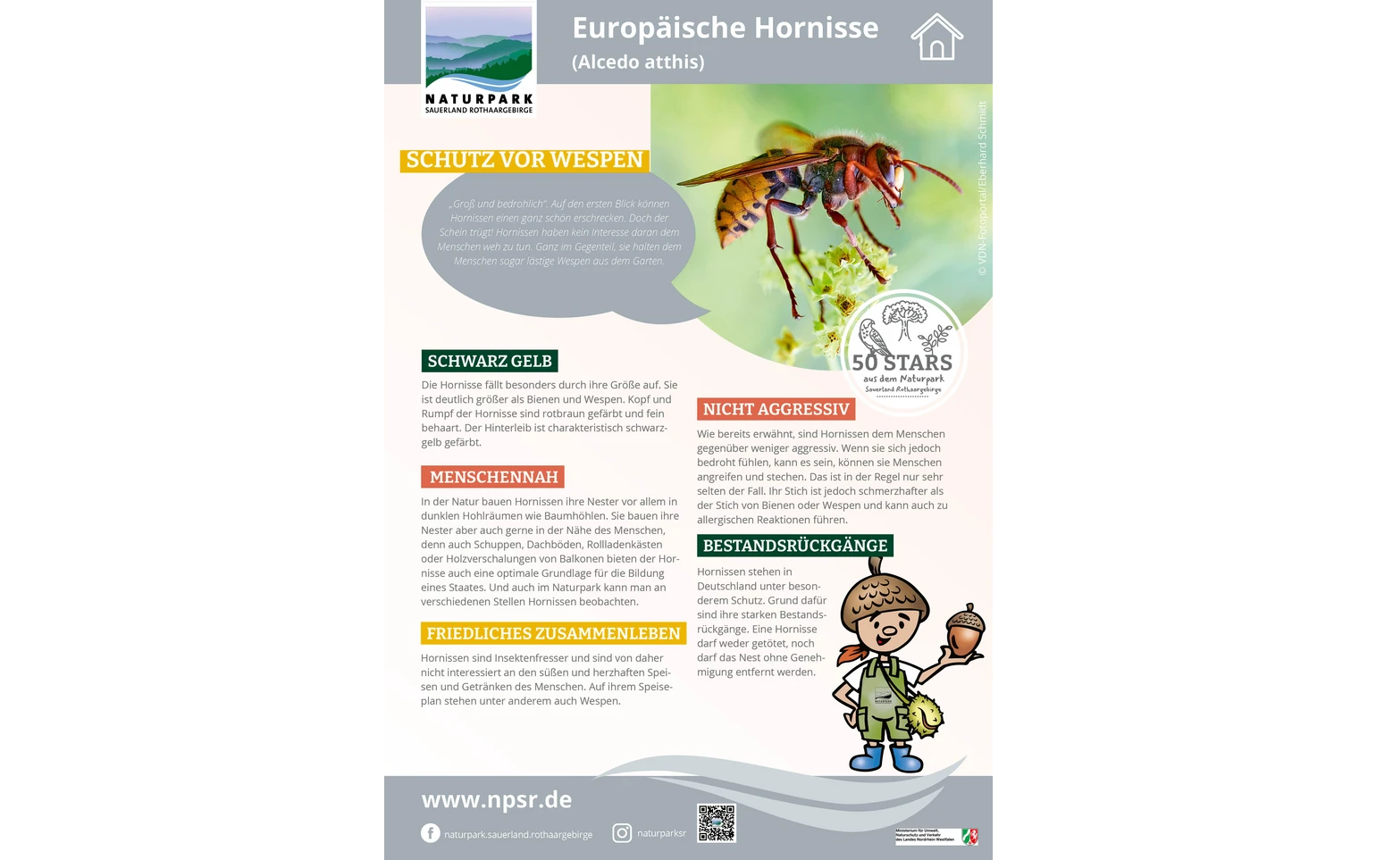 19_Hornisse
