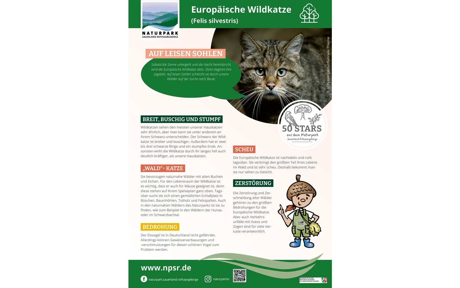 48_Wildkatze