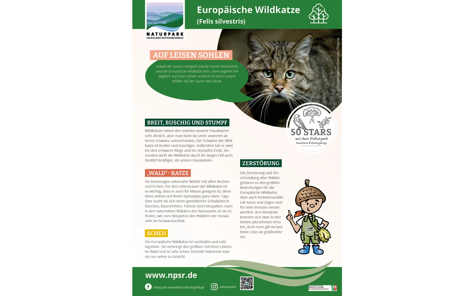 48_Wildkatze