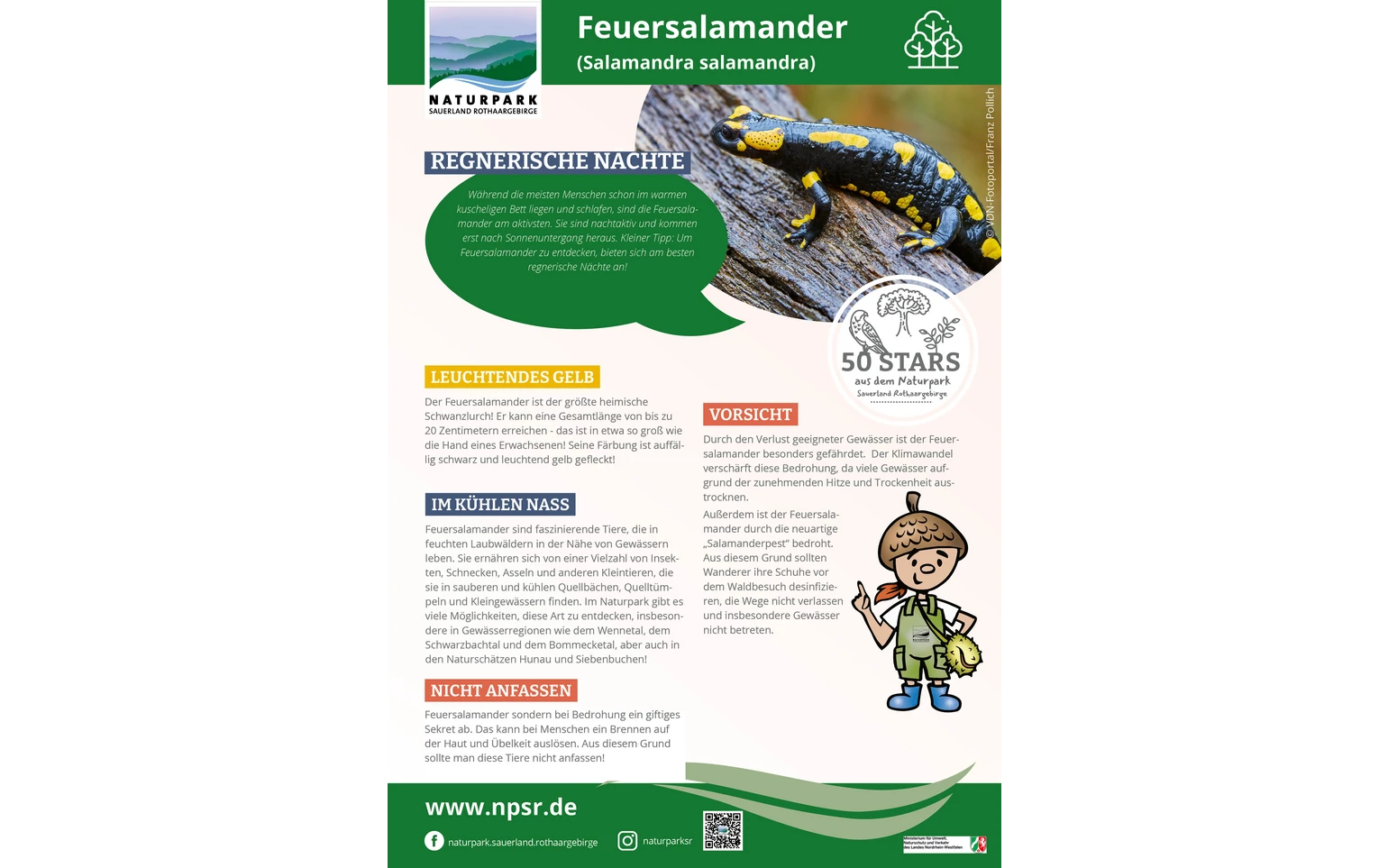 08_Feuersalamander