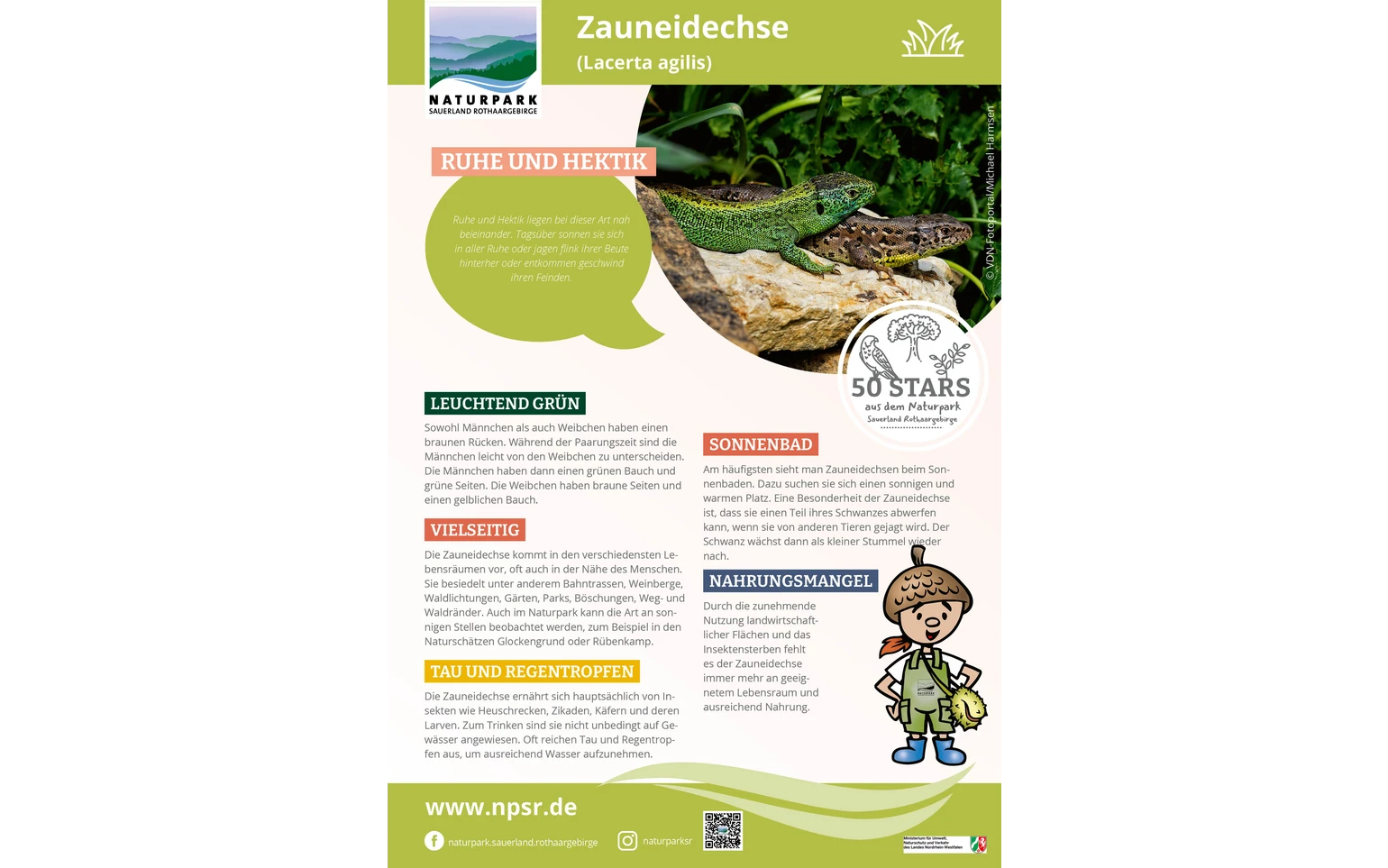 49_Zauneidechse