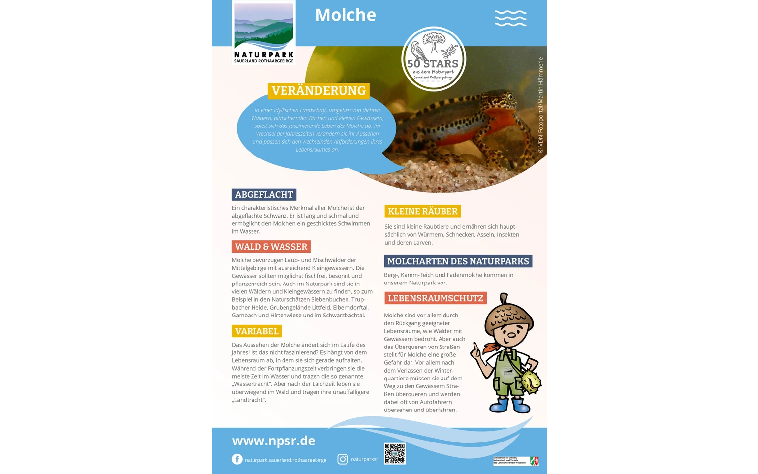 29_Molche