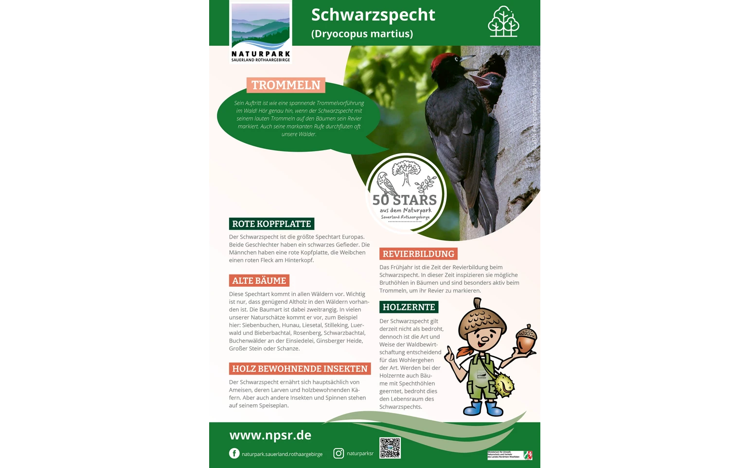 39_Schwarzspecht