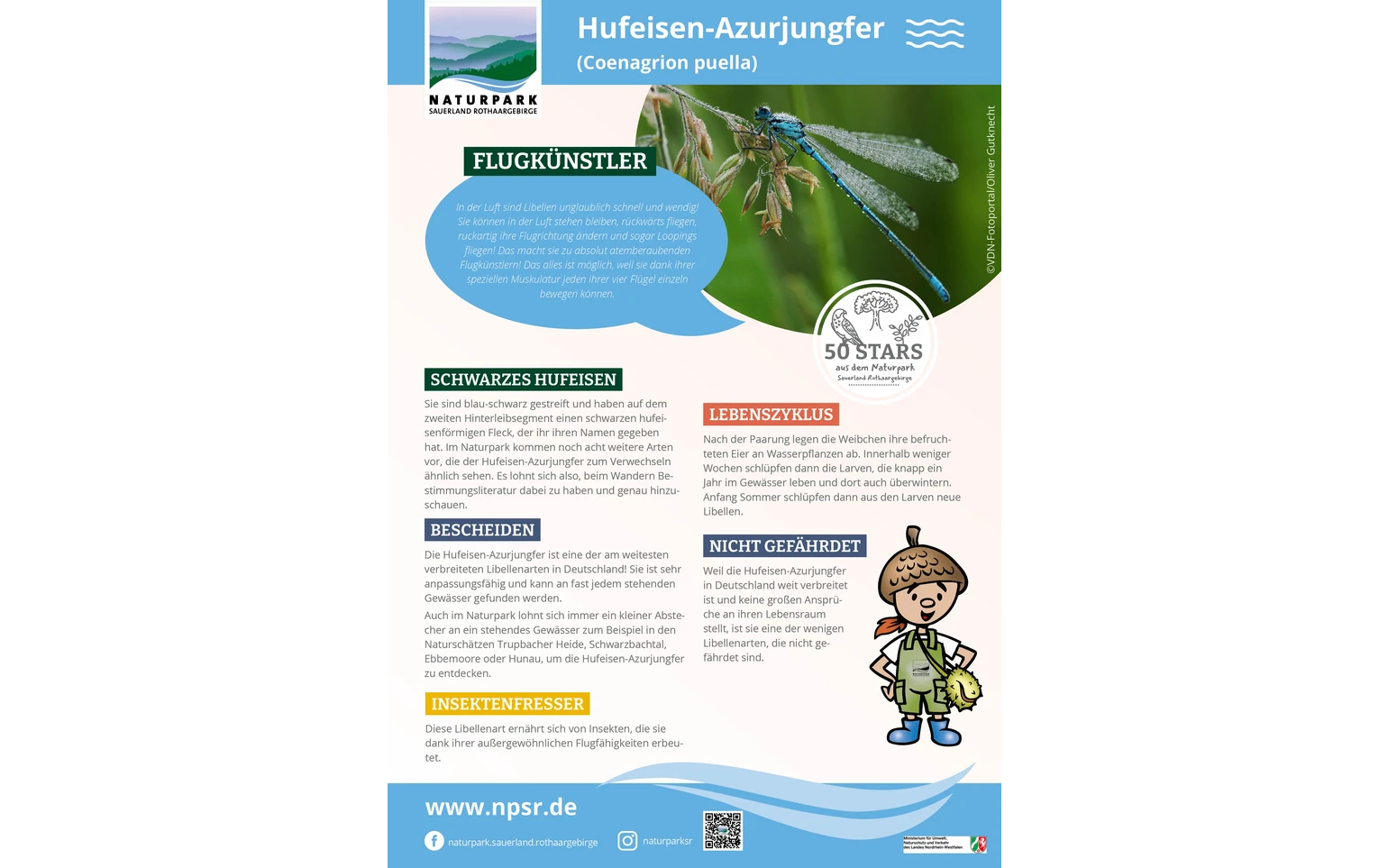 20_Hufeisen-Azurjungfer