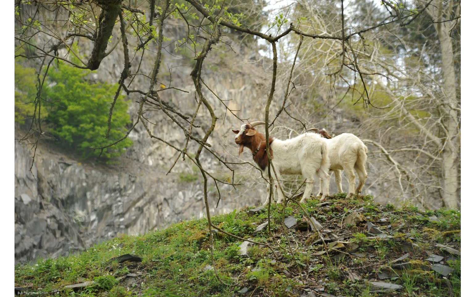 Ziegen in der Hörre