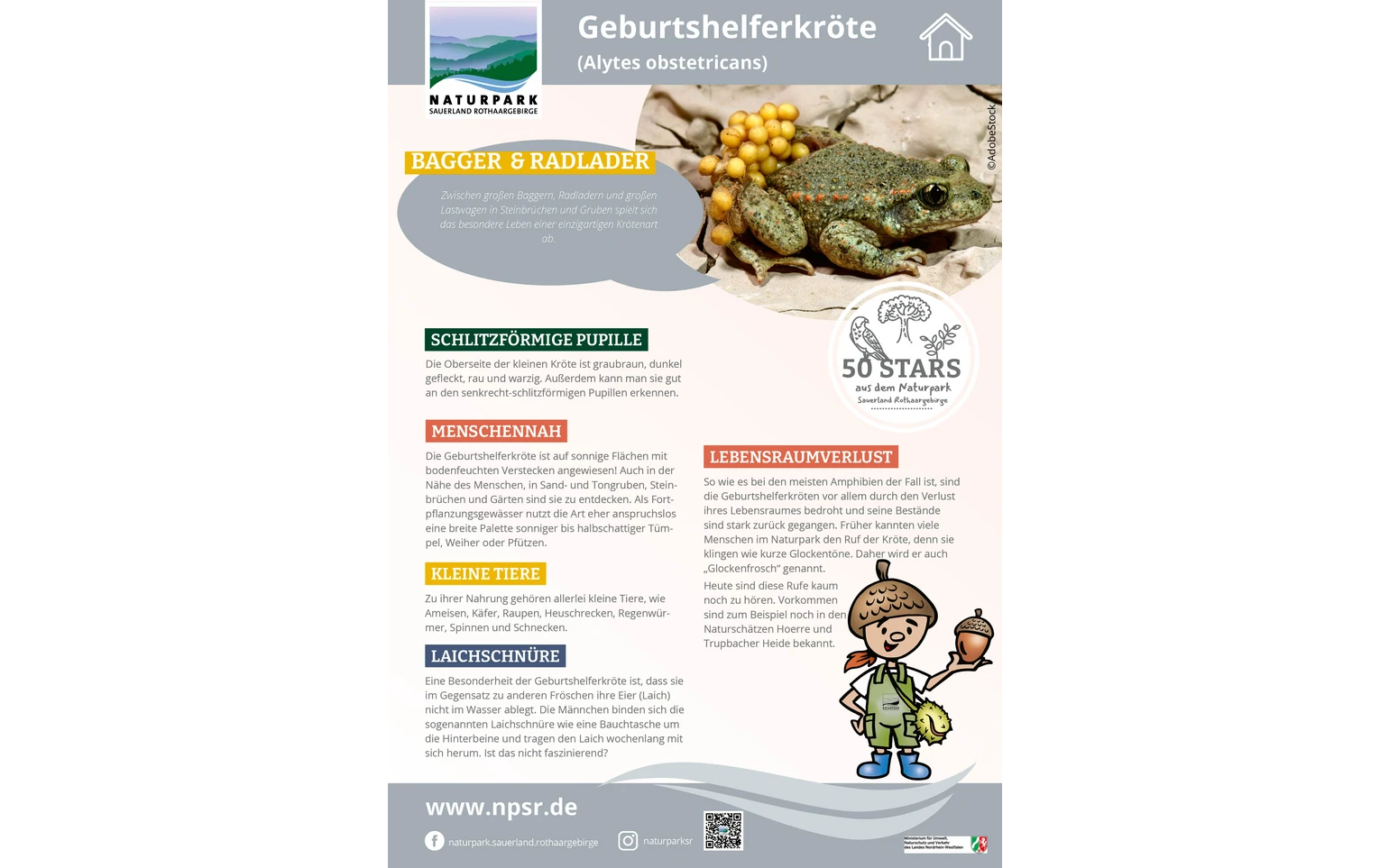 10_Geburtshelferkröte