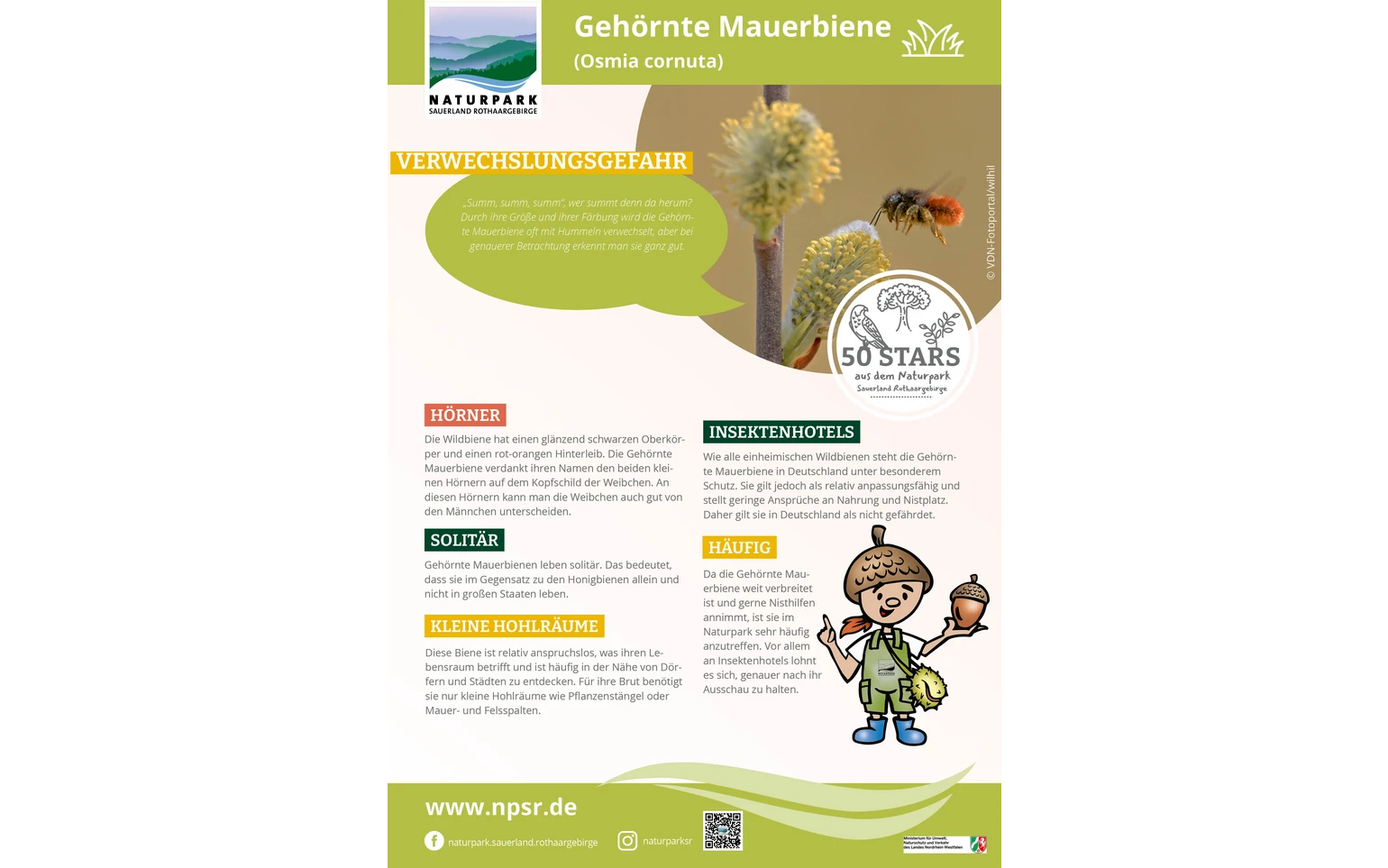 11_Mauerbiene