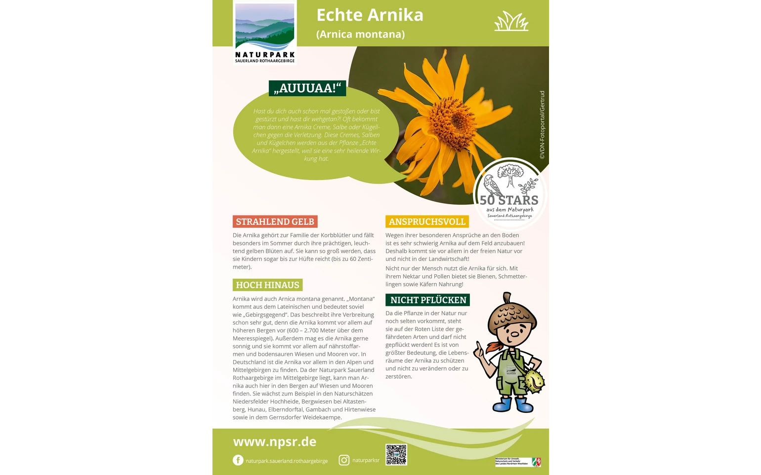 01_Arnika