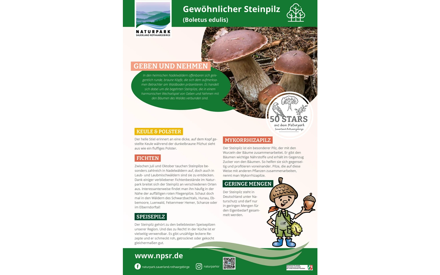 41_Steinpilz