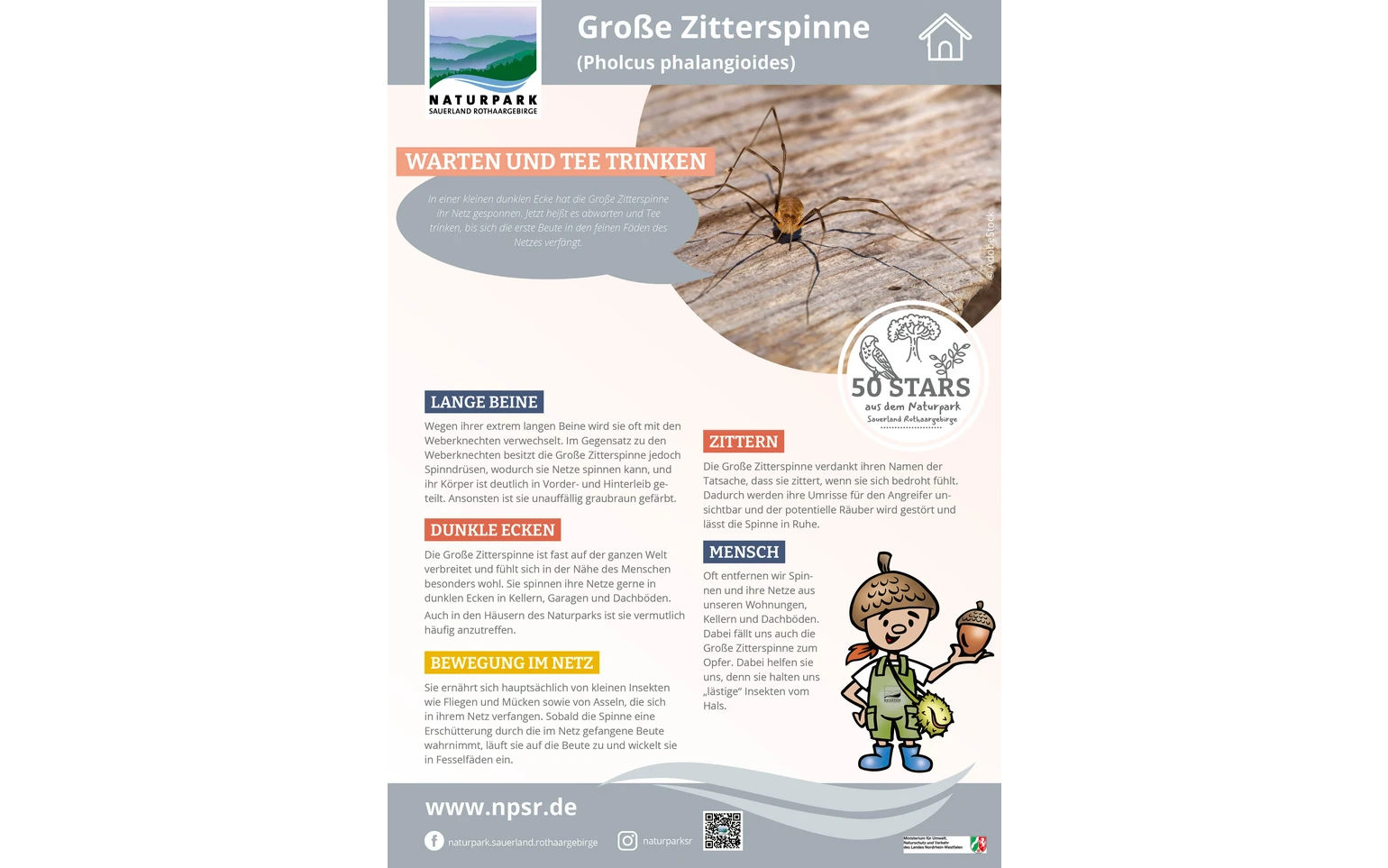 51_Zitterspinne