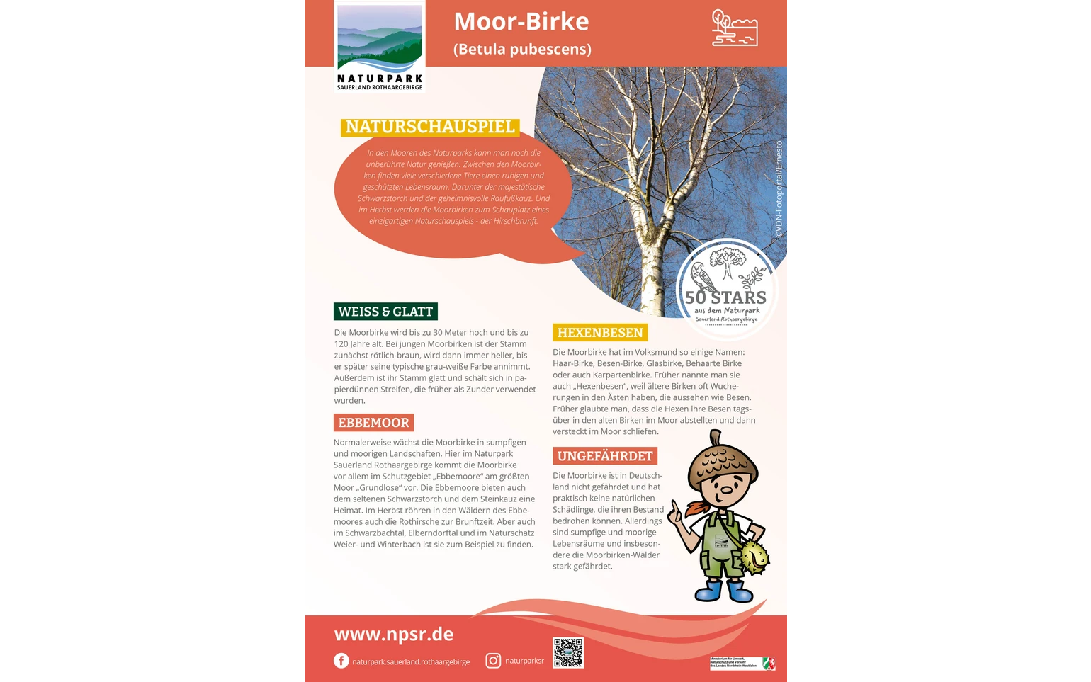 22_Moorbirke