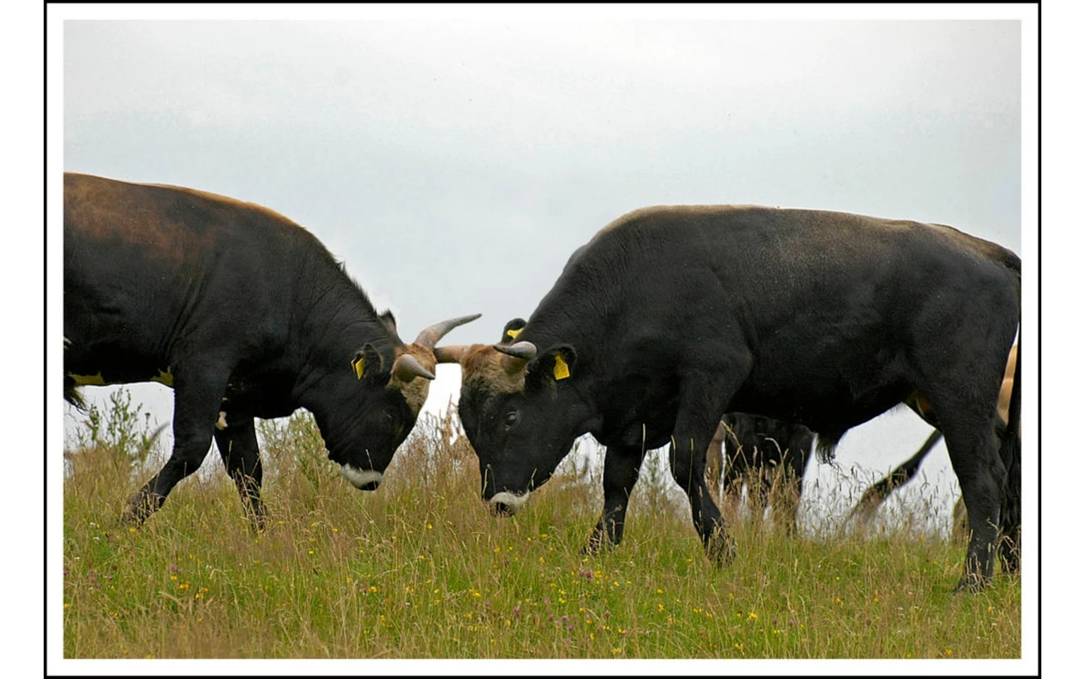 Heckrinder, die Könige des Stillekings