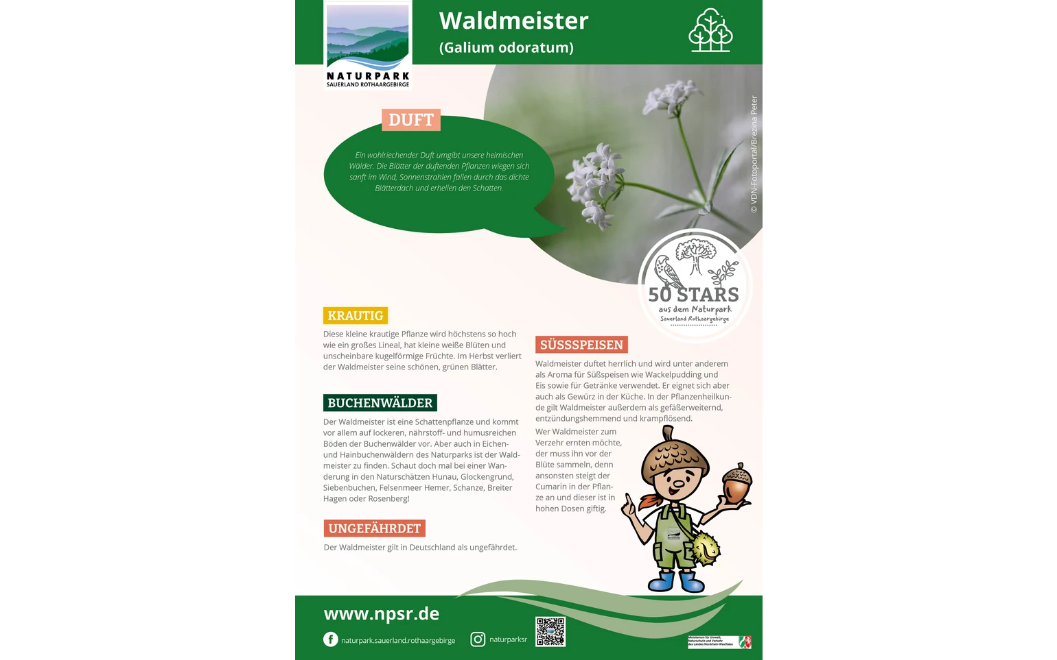 44_Waldmeister