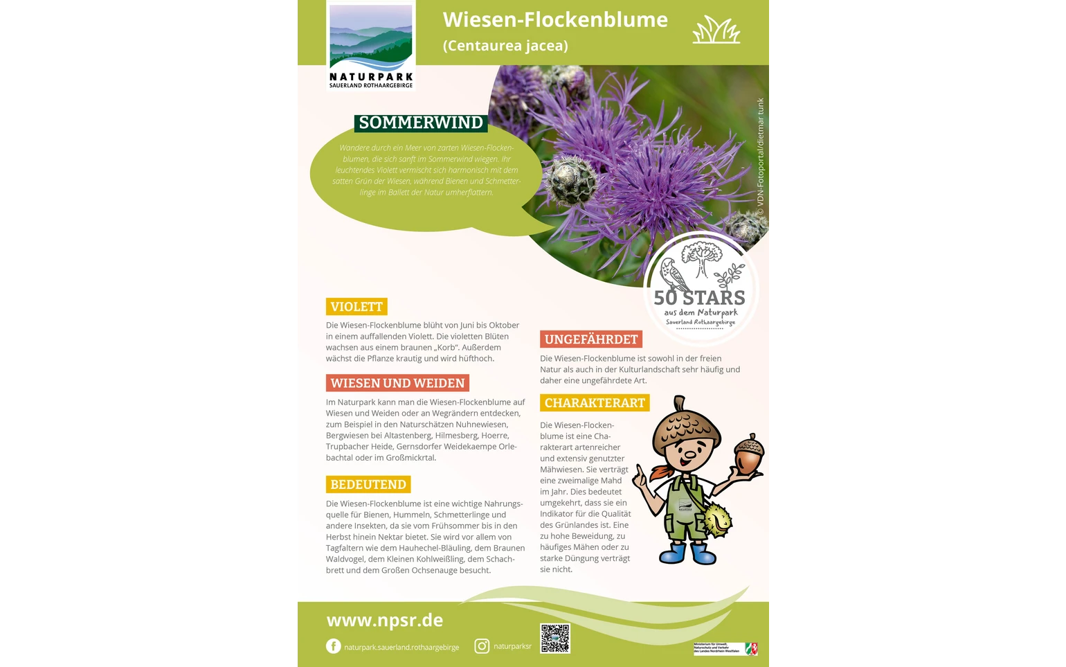 46_Wiesen-Flockenblume