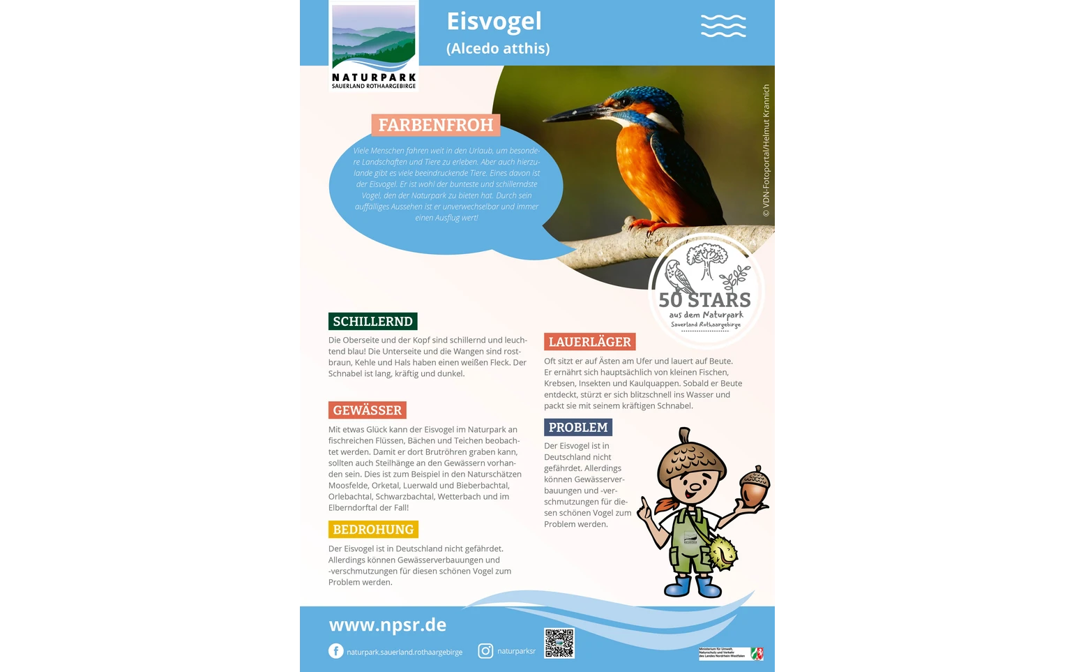 06_Eisvogel