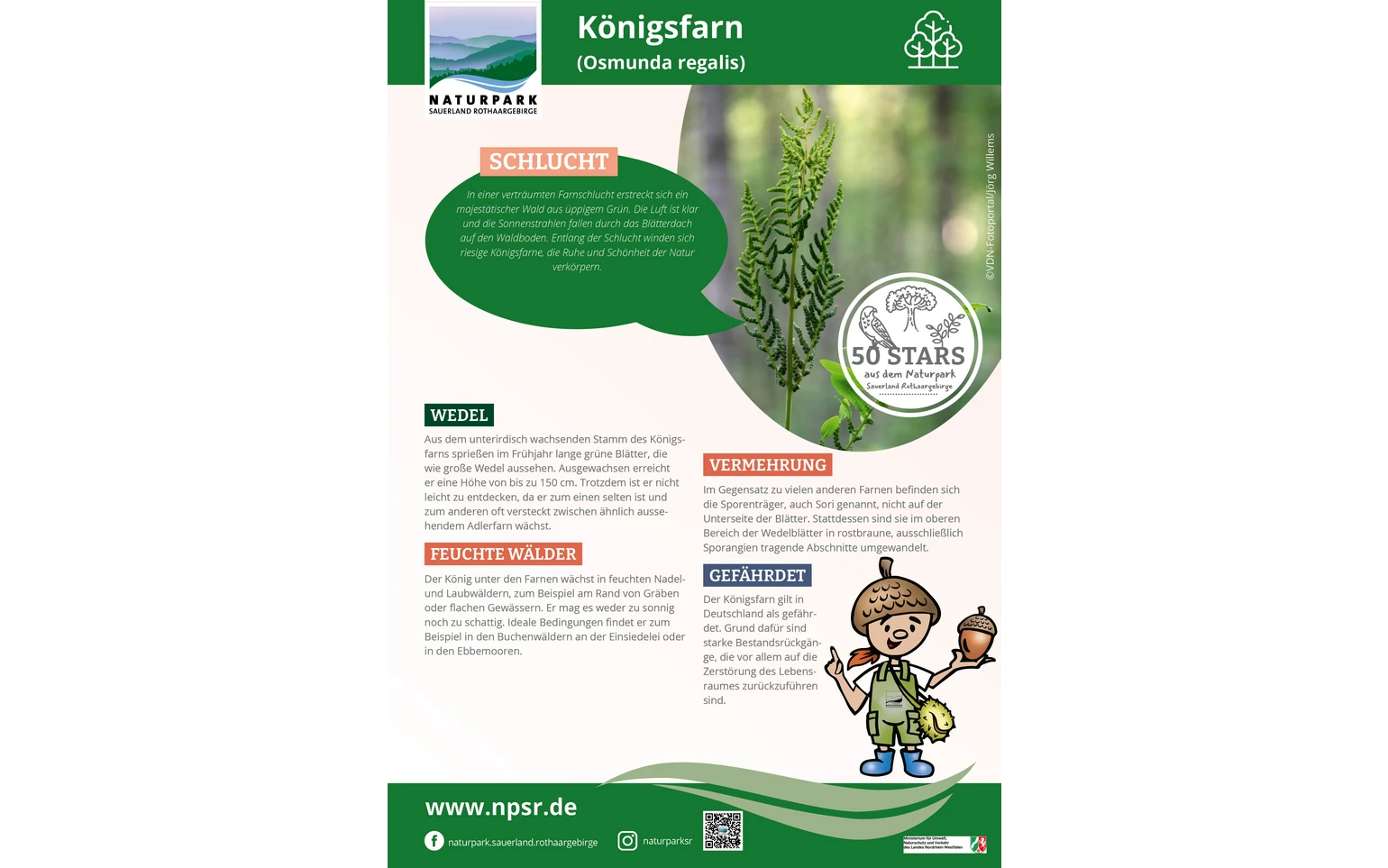 26_Königsfarn