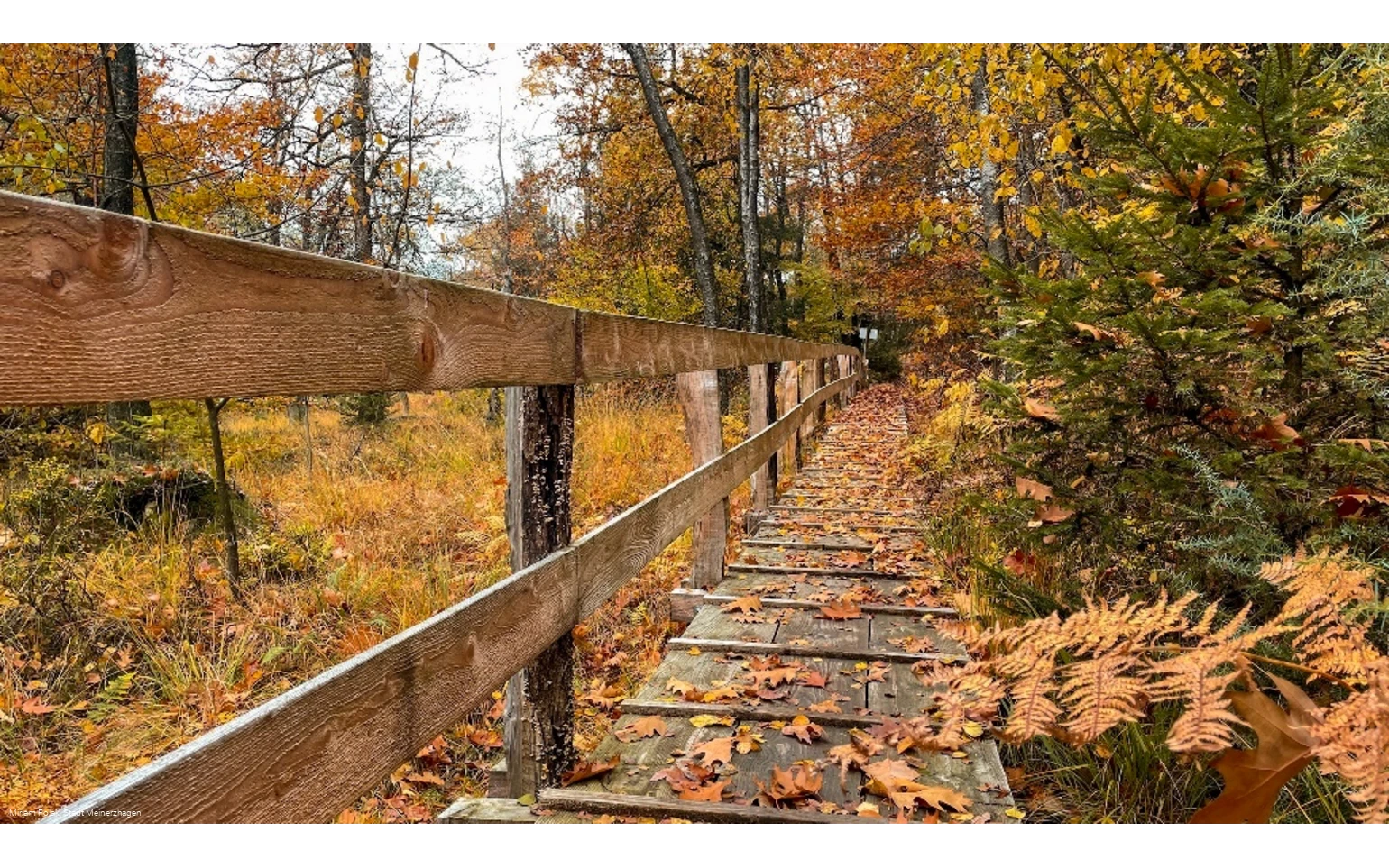 Knüppeldamm Ebbemoore