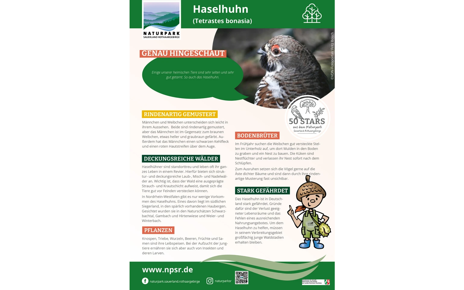 17_Haselhuhn