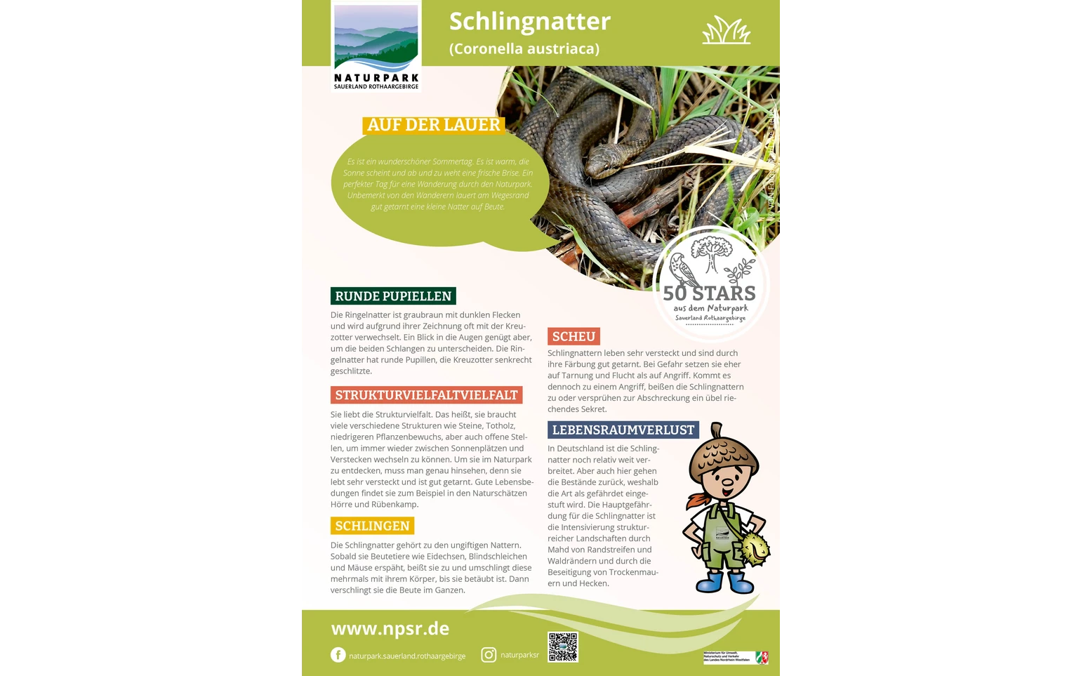 37_Schlingnatter