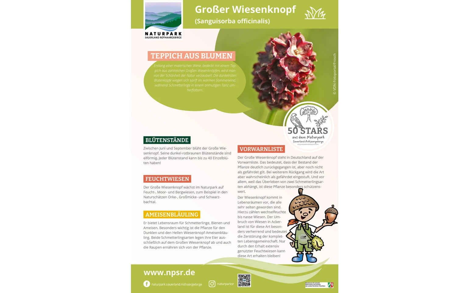47_Wiesenknopf