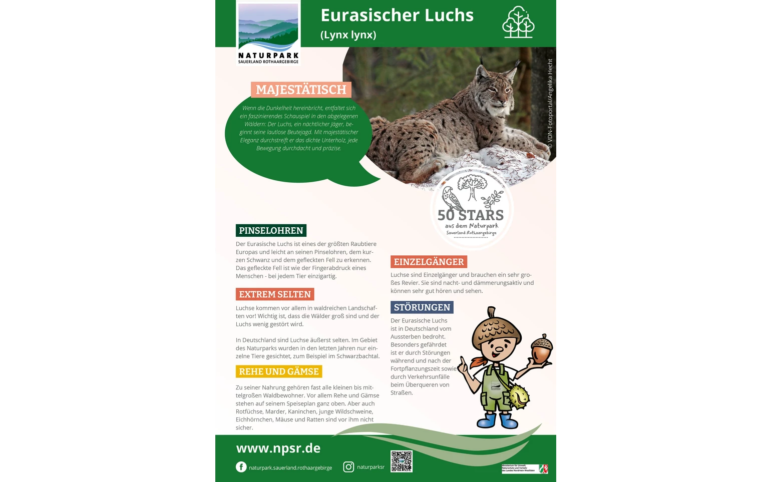 27_Luchs