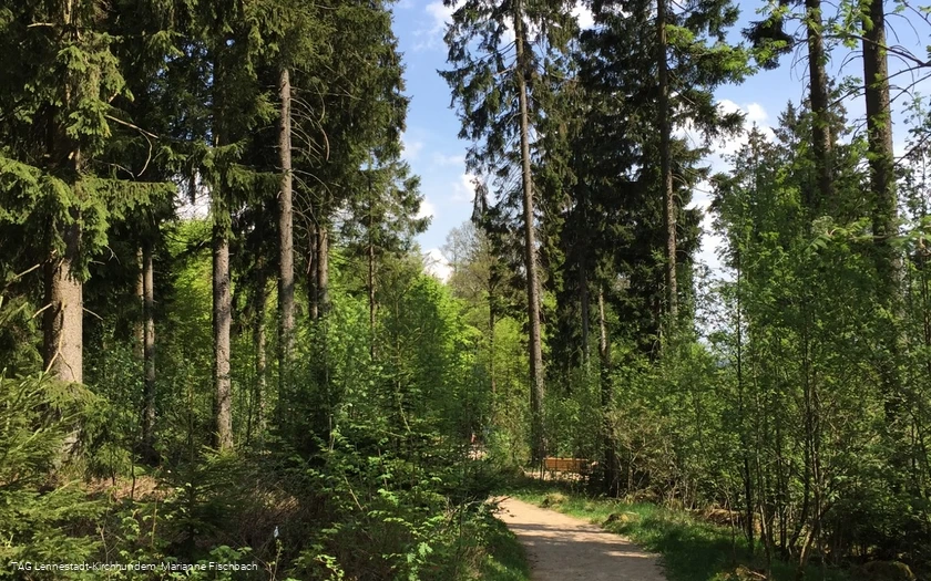 Naturerlebnispfad Hohe Bracht