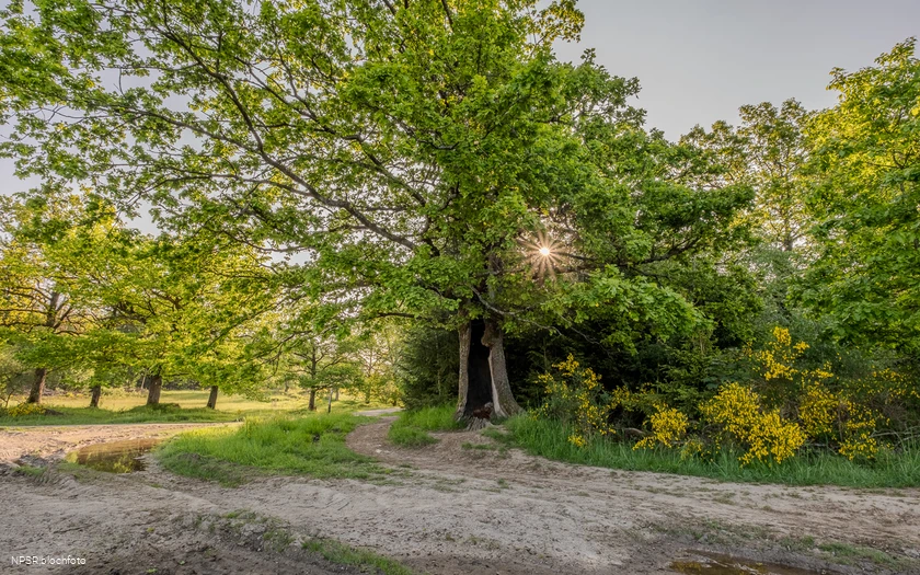 Eiche auf der Trupbacher Heide