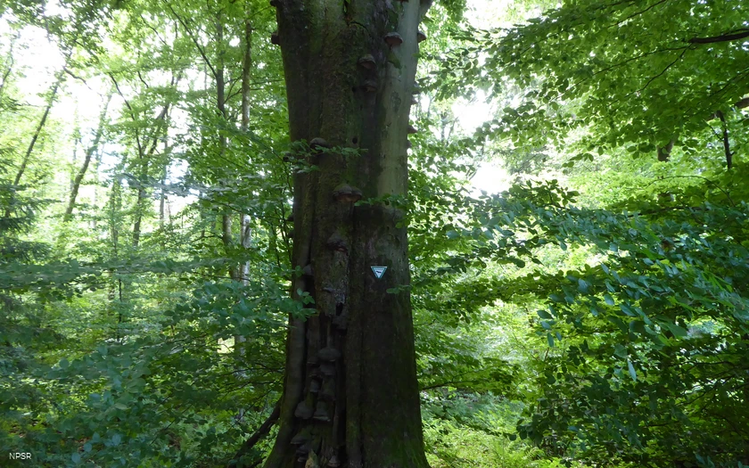 Rotbuche an der Leimbachquelle