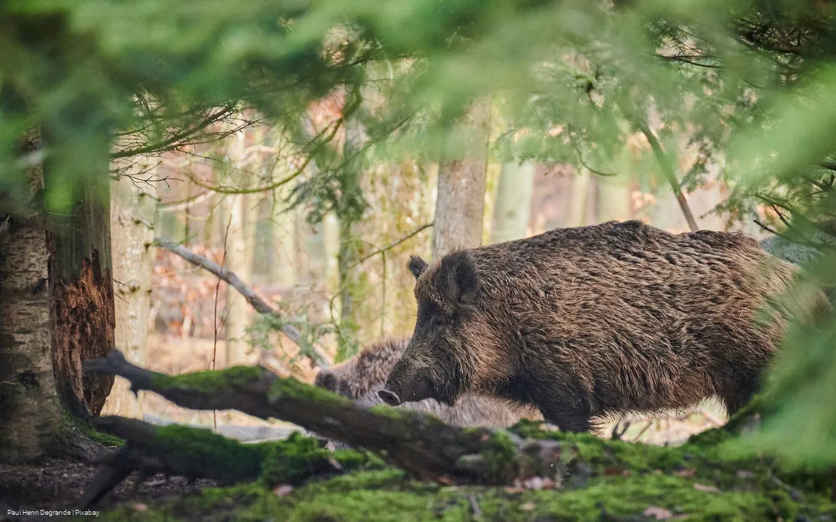 Wildschein