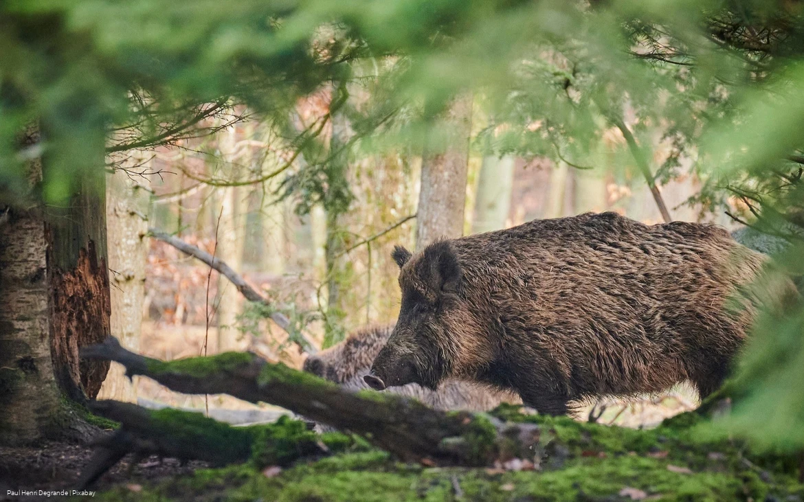 Wildschein