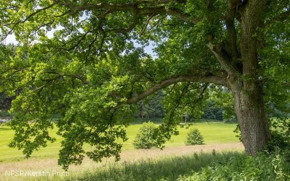 Bis tief auf die Wiese breitet die Eiche ihre Äste aus.