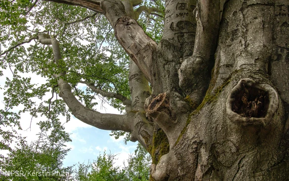 Höhlen, Brüche und mächtige Äste - ein Paradies für viele Tierarten.