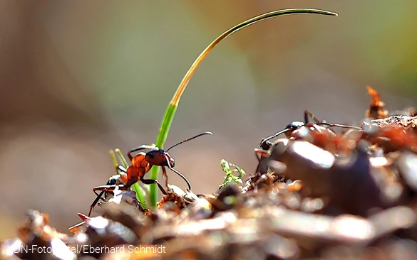 Rote Waldameise
