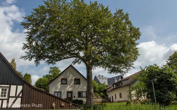 Rotbuche in Wenden-Heid