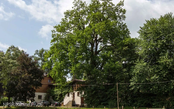 Mit 34 m einer der höchsten unserer Generationenbäume.