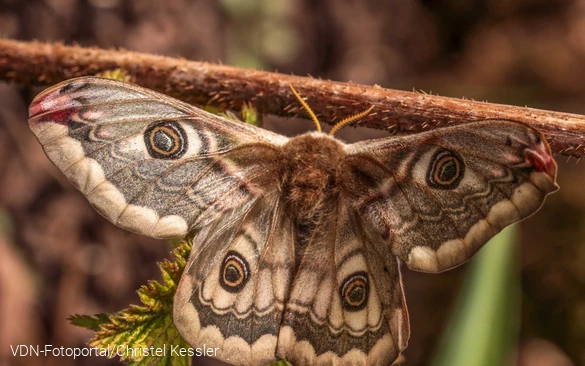 Weibchen des Kleinen Nachtpfauenauges