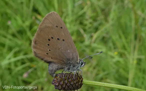 Dunkler Wiesenknopf-Ameisenbläuling
