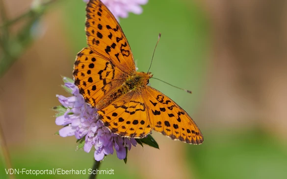 Kaisermantel auf einer Blüte